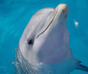 Delfin