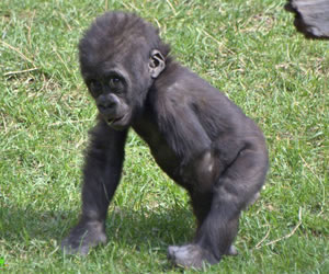 Gorillas